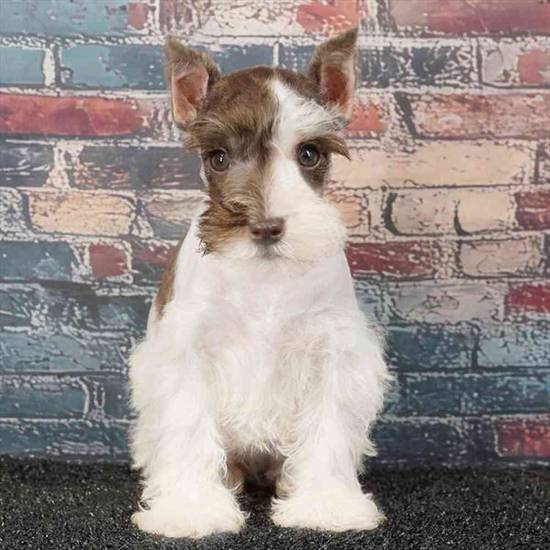 Mini Schnauzer