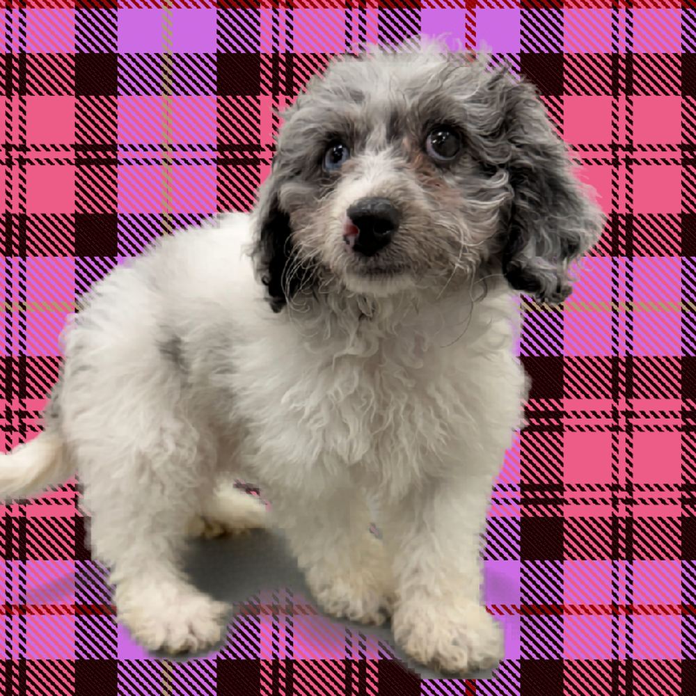carousel pet images