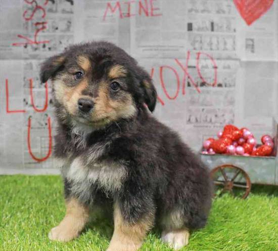 Miniature Australian Shepherd