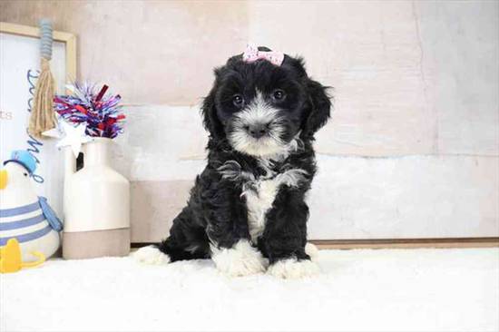 Mini Bernardadoodle