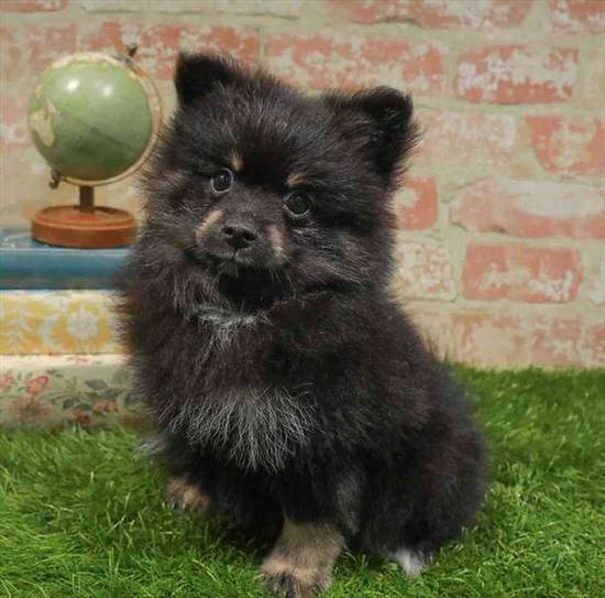Pomeranian