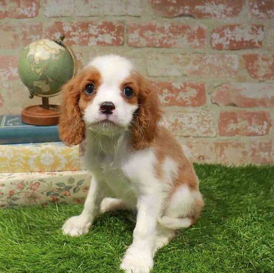 Cavalier King Charles Spaniel