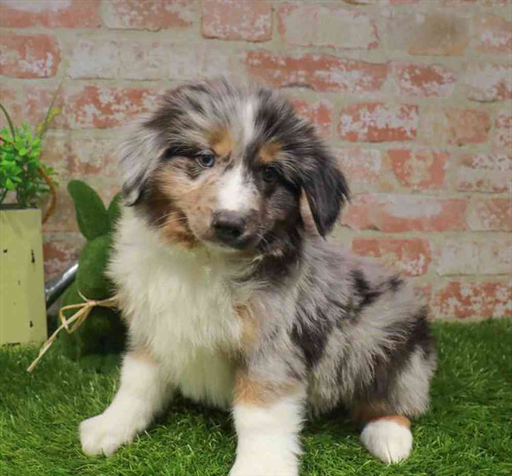 carousel pet images