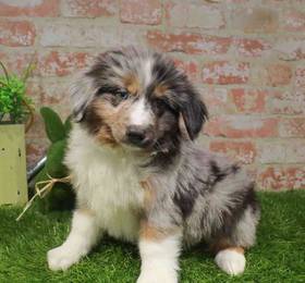 Miniature Australian Shepherd
