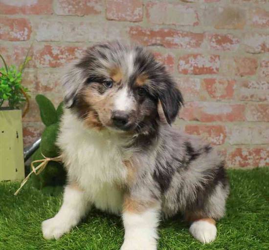 Miniature Australian Shepherd
