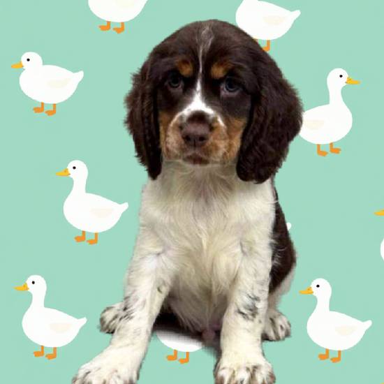 English Springer Spaniel