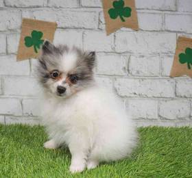 Pomeranian