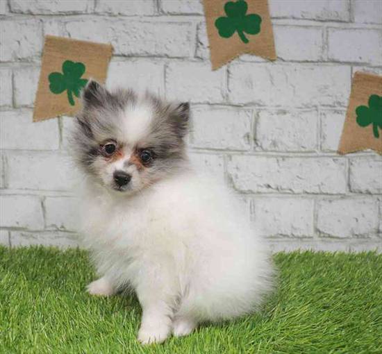 Pomeranian