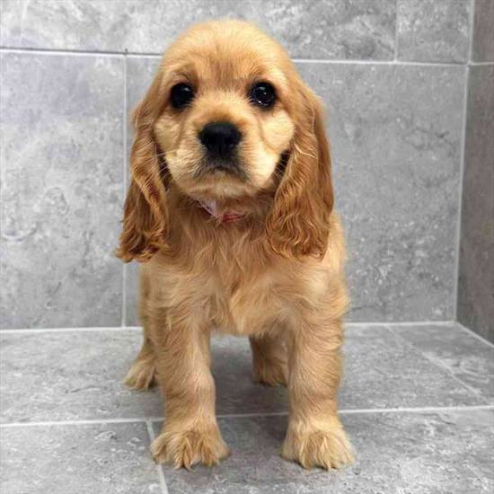 Cocker Spaniel