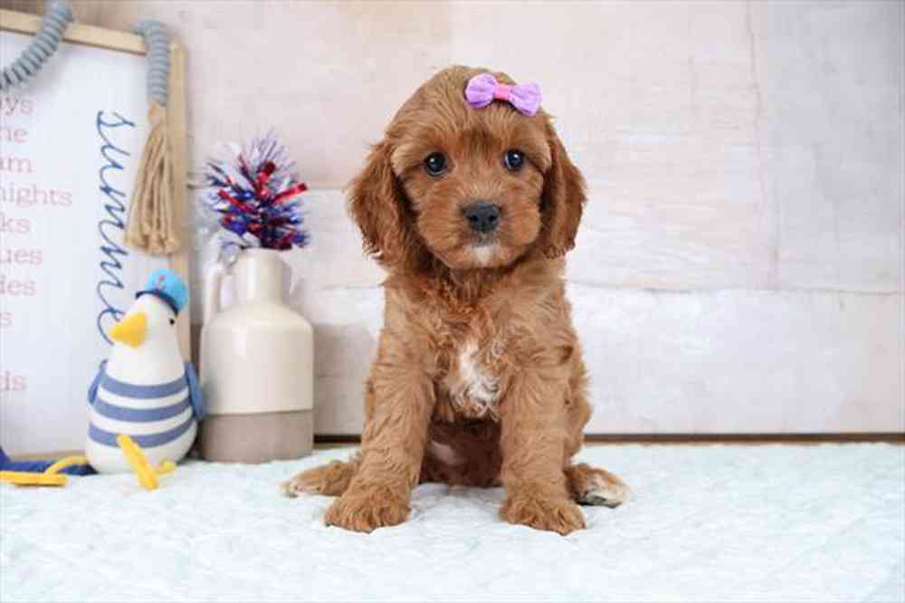carousel pet images
