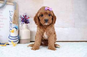 Cavapoo