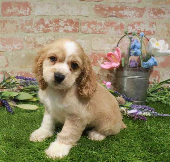 Cocker Spaniel
