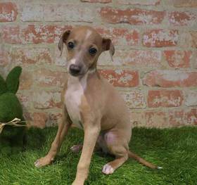 Italian Greyhound