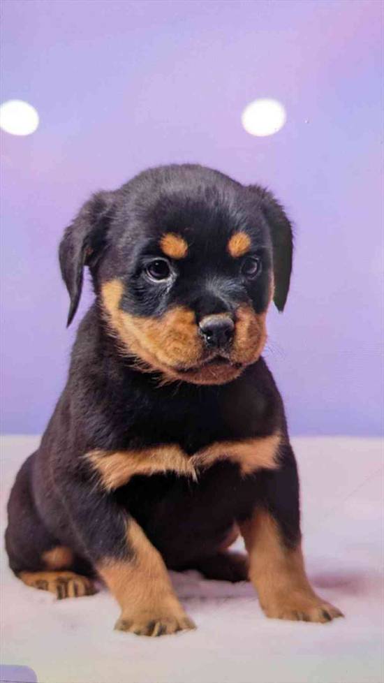 Rottweiler
