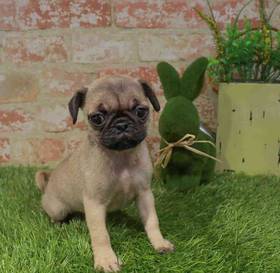 Pug