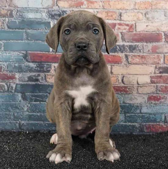 Cane Corso