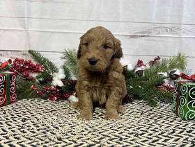 Goldendoodle