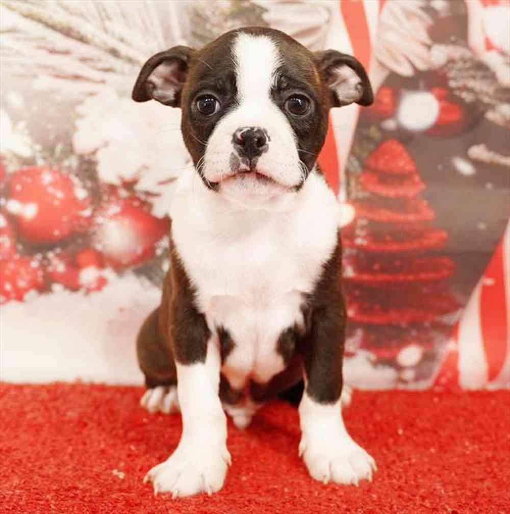 Image of a pet breed in the gallery