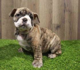 English Bulldog