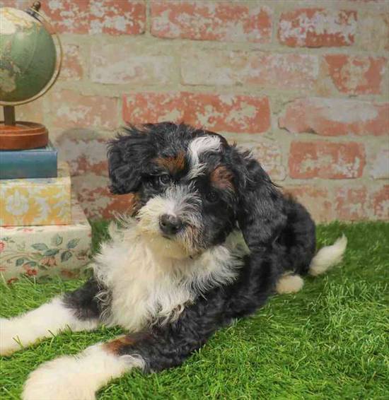 Mini Bernadoodle
