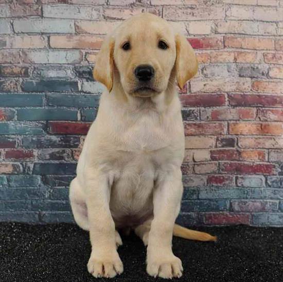 Labrador Retriever
