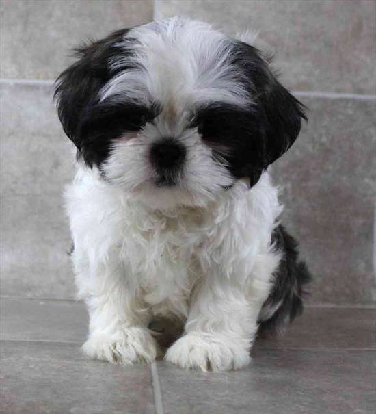 Shih Tzu