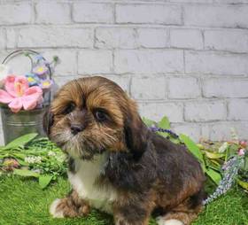 Lhasa Apso