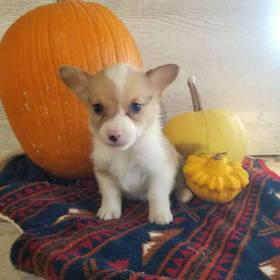 Pembroke Welsh Corgi