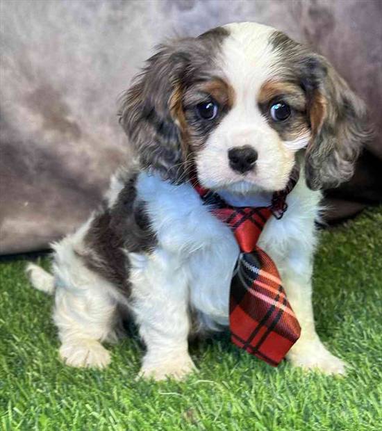 Cavalier King Charles Spaniel