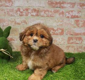 Shipoo