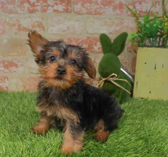 Silky Terrier