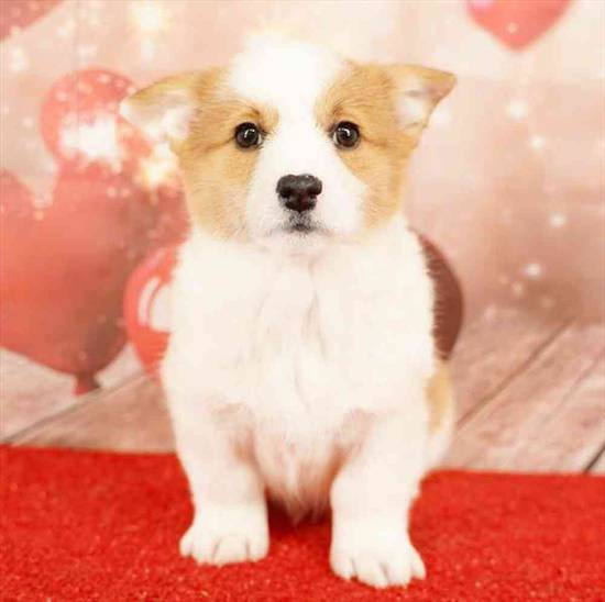 Pembroke Welsh Corgi