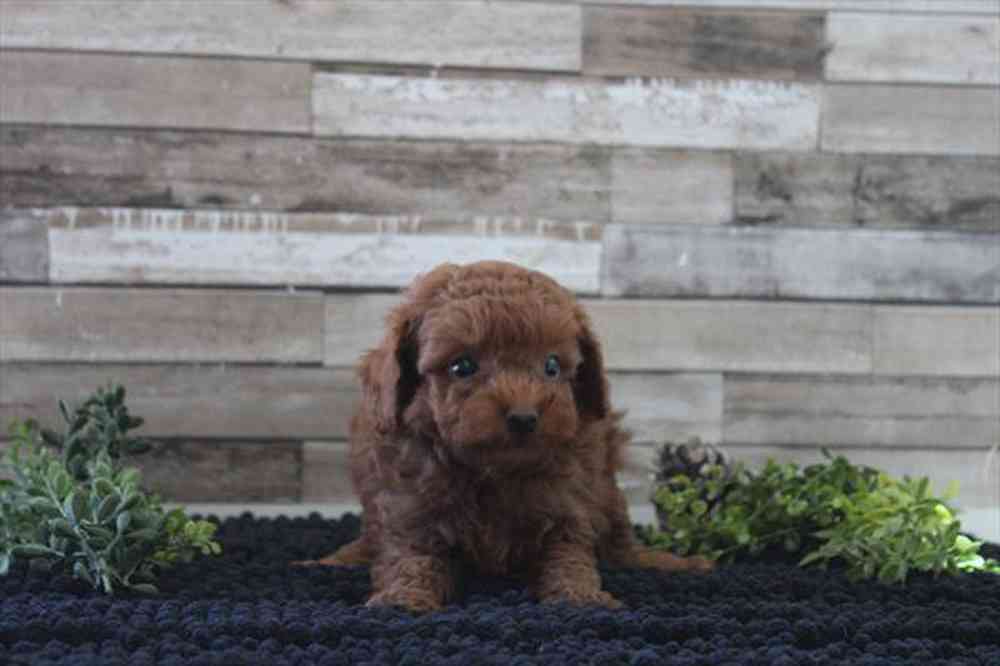 Image of a pet breed in the gallery