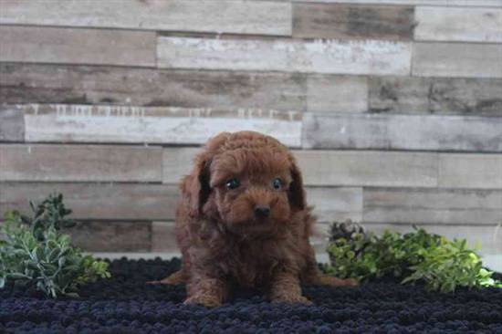 Mini Poodle