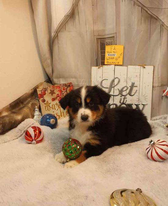 Miniature Australian Shepherd