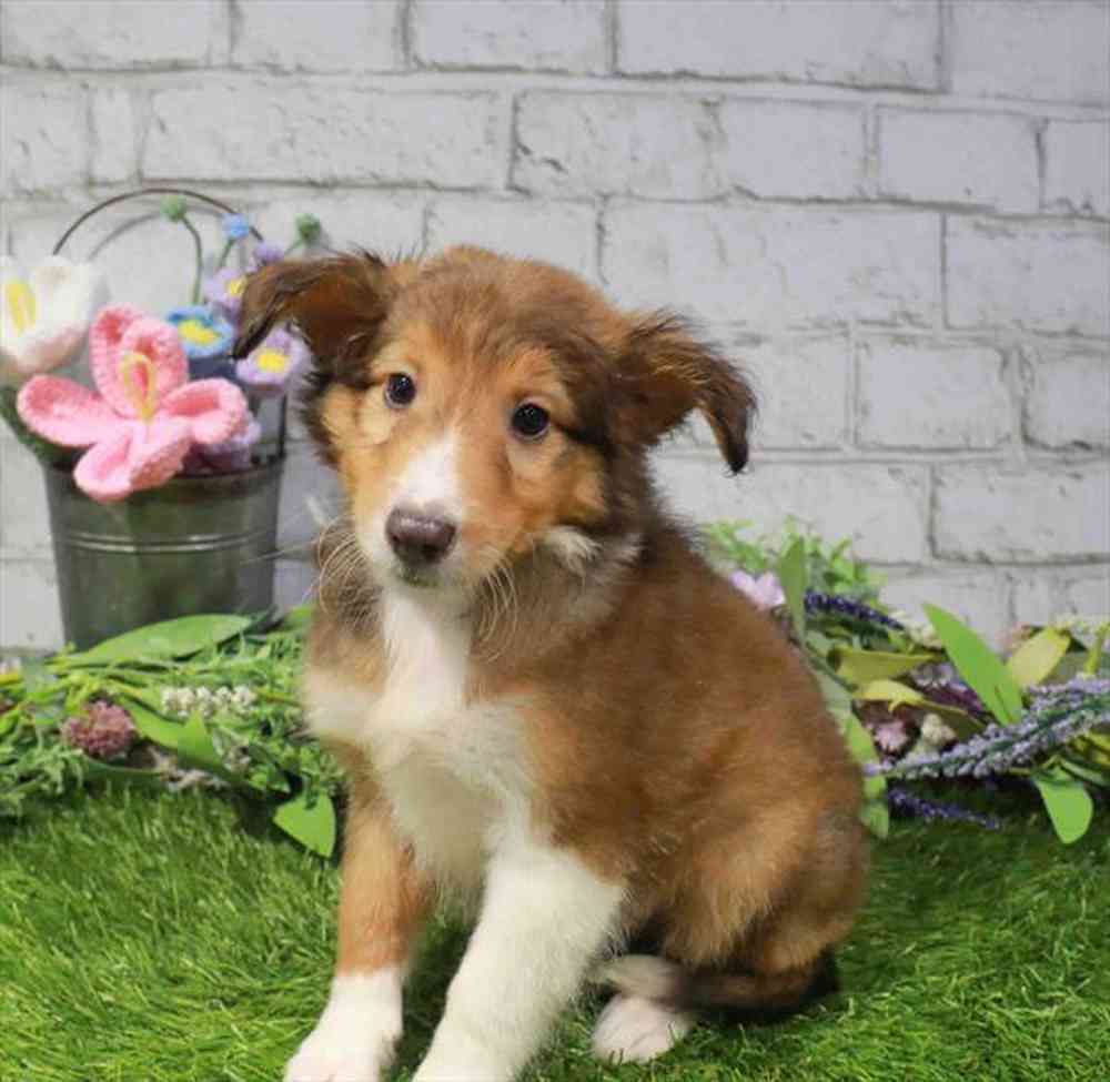 carousel pet images