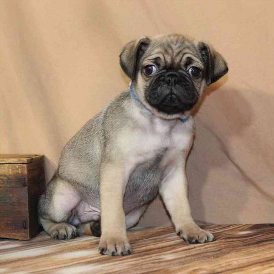 Pug