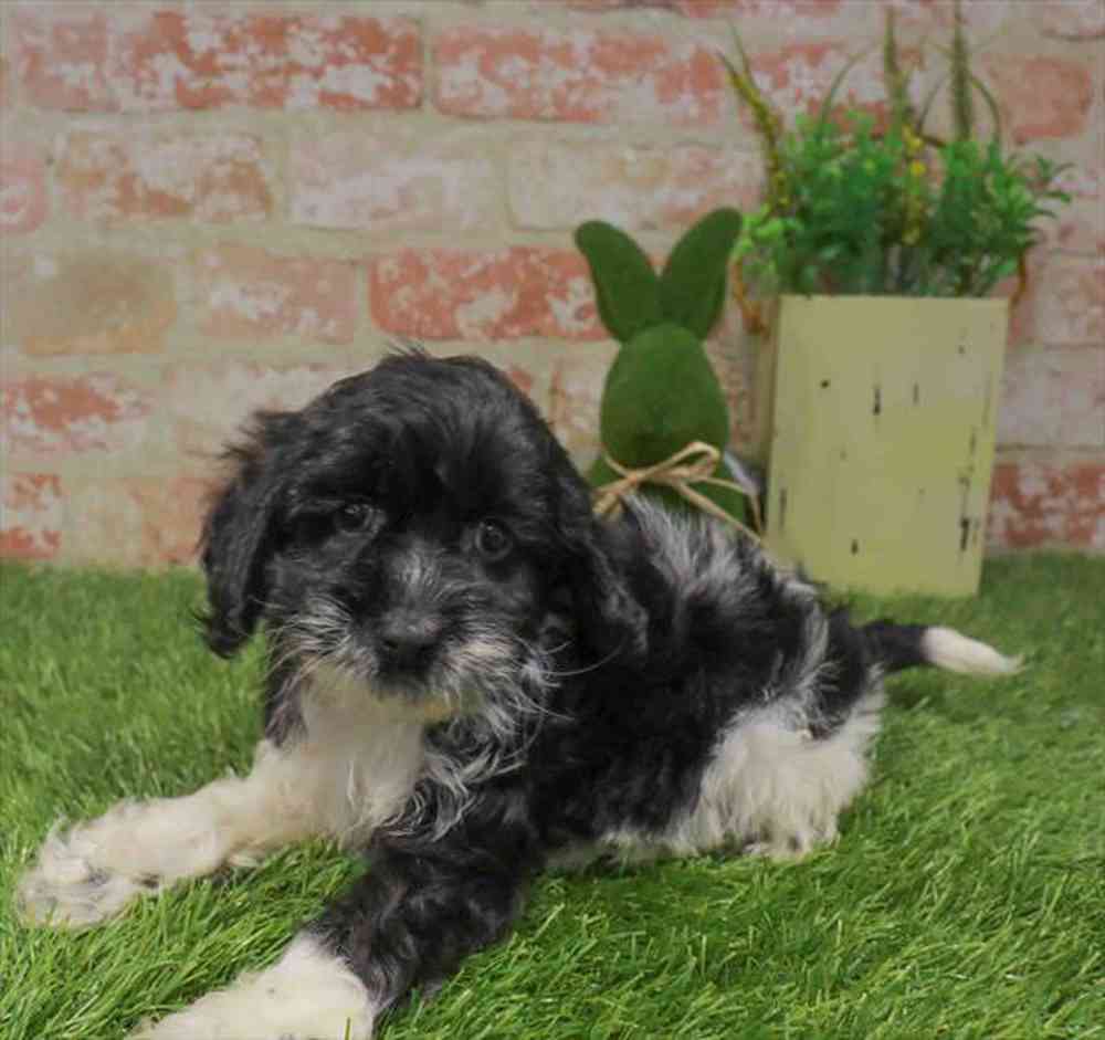 carousel pet images
