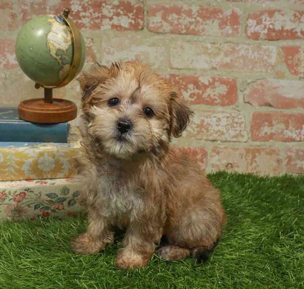 Image of a pet breed in the gallery