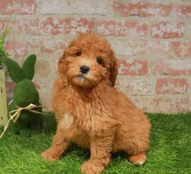 Mini Poodle