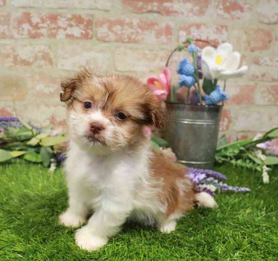 Havanese-Shih Tzu