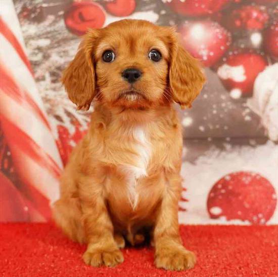 Cavalier King Charles Spaniel