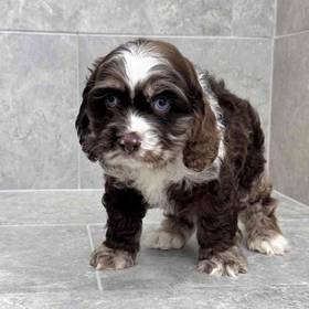 Cocker Spaniel