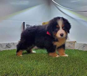 Bernese Mountain Dog