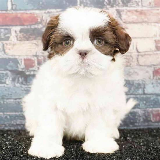 Shih Tzu