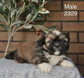 Shih Tzu