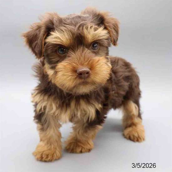 Yorkie