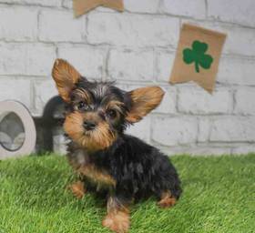 Silky Terrier