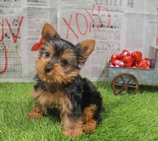 Yorkie