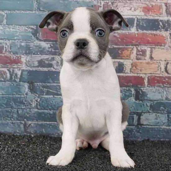 Boston Terrier